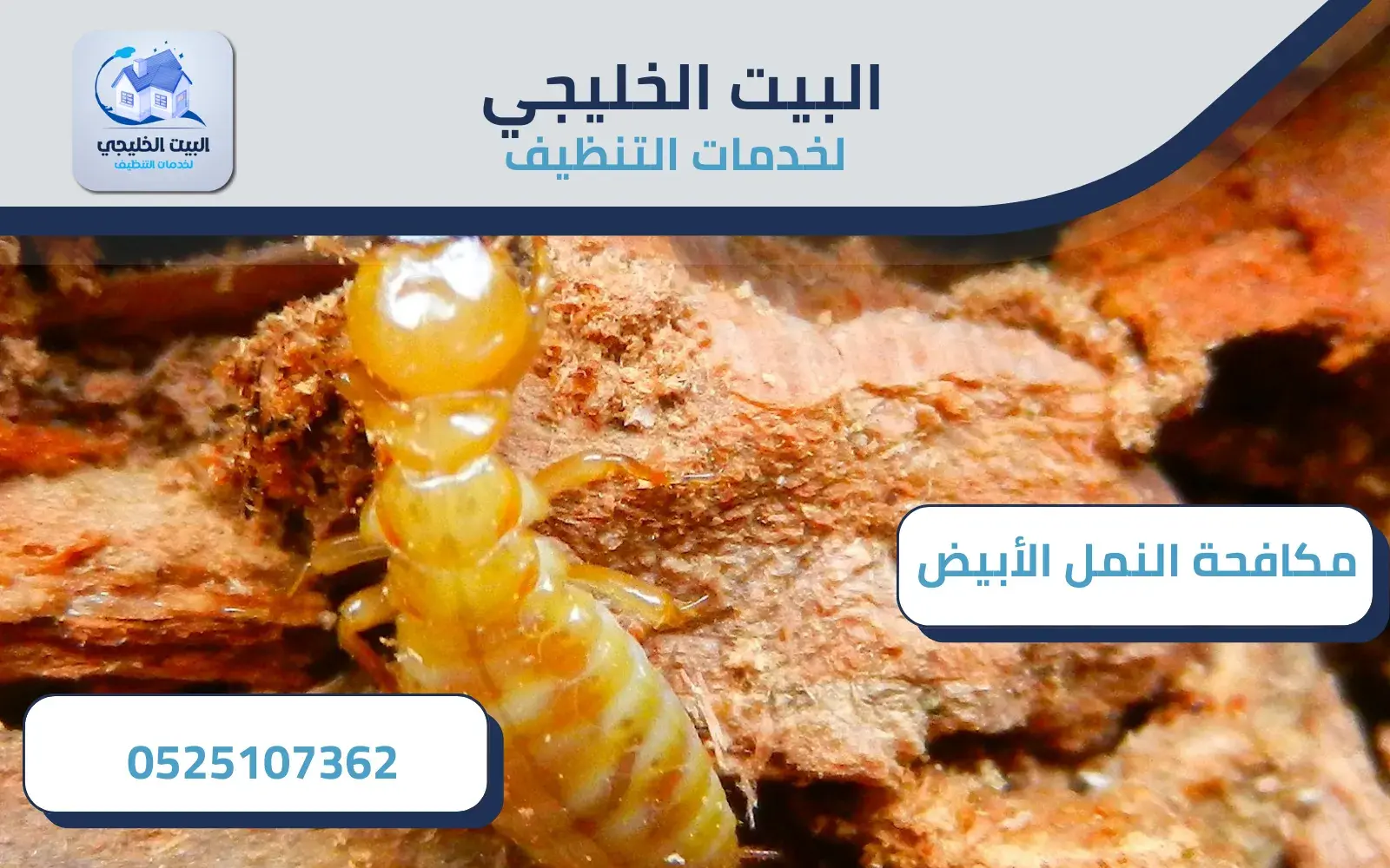 مكافحة النمل الأبيض في أبو ظبي