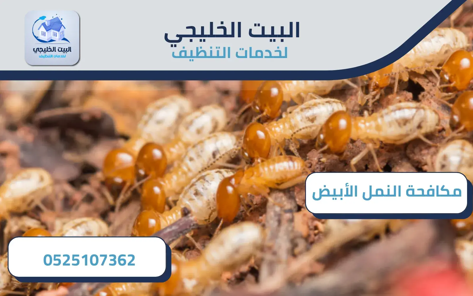 مكافحة النمل الأبيض في أبو ظبي