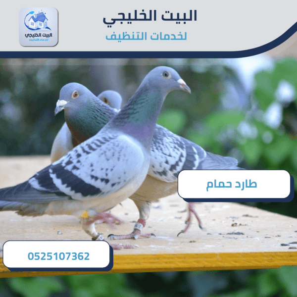 طارد حمام في أبوظبي