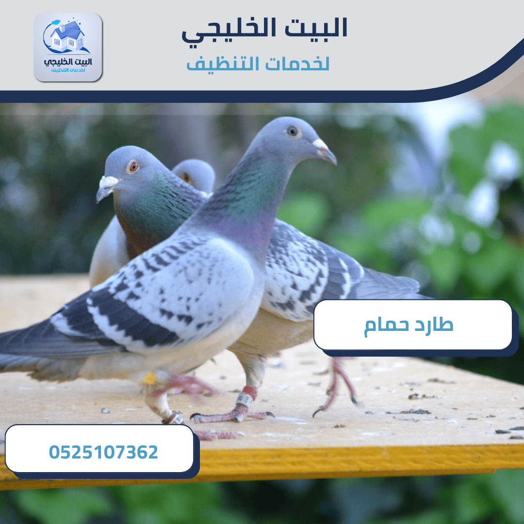 طارد حمام في أبوظبي